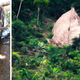 Canoes built by an unknown tribe in Brazil (left) and a hut constructed by that same tribe (right)